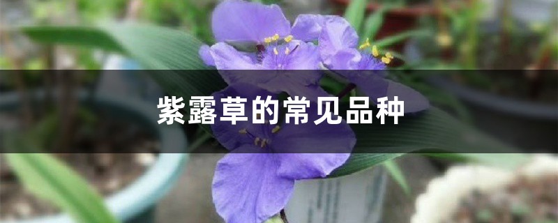 紫露草的常见品种 花百科
