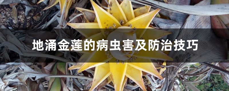 地涌金莲的病虫害及防治技巧 地涌金莲的病虫害及防治技巧