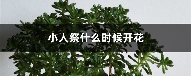 小人祭什么时候开花 小人祭什么时候开花