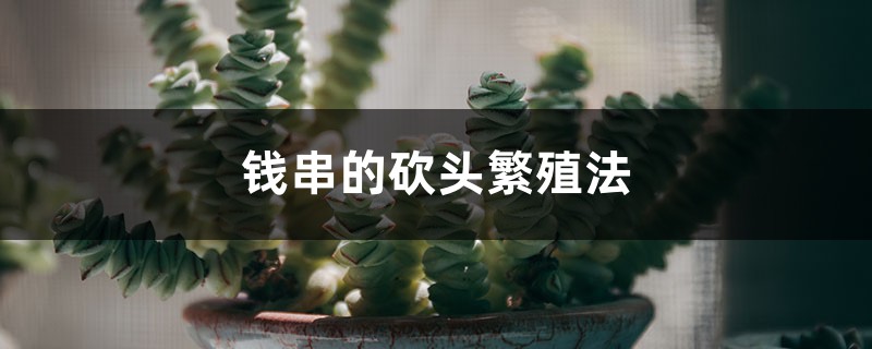 钱串的砍头繁殖法 钱串的砍头繁殖法
