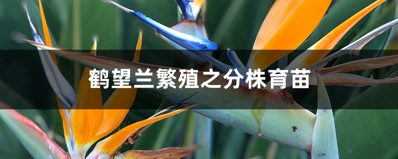 鹤望兰繁殖之分株育苗 鹤望兰繁殖之分株育苗