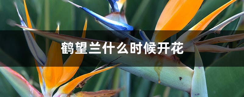 鹤望兰什么时候开花 鹤望兰什么时候开花