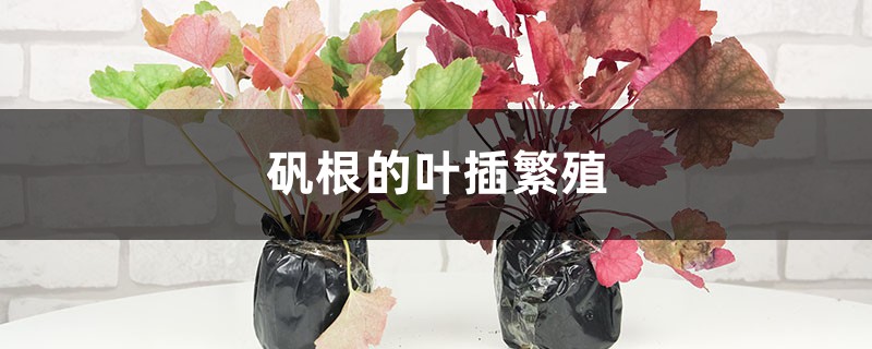 矾根的叶插繁殖 矾根的叶插繁殖