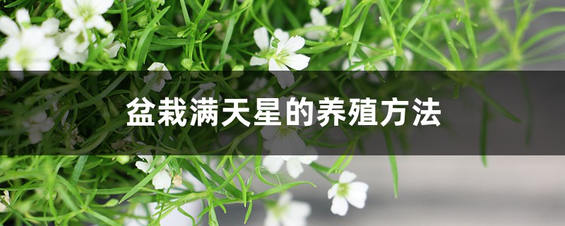 盆栽满天星的养殖方法 盆栽满天星的养殖方法