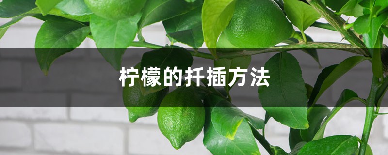 柠檬的扦插方法 柠檬的扦插方法