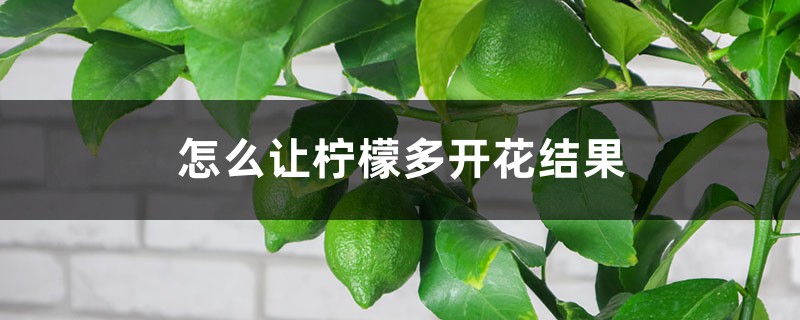 怎么让柠檬多开花结果 怎么让柠檬多开花结果