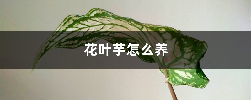 花叶芋怎么养 花叶芋怎么养