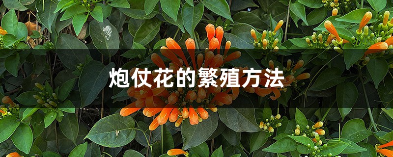 炮仗花的繁殖方法 炮仗花的繁殖方法