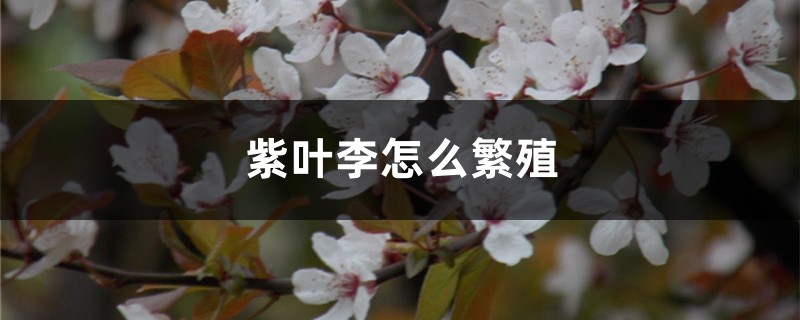 紫叶李怎么繁殖 紫叶李怎么繁殖