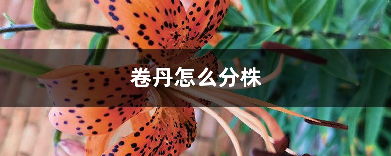 卷丹怎么分株 卷丹怎么分株