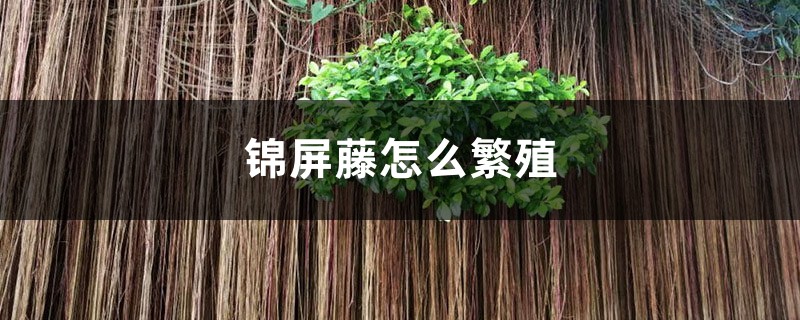 锦屏藤怎么繁殖 锦屏藤怎么繁殖
