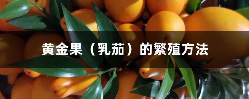 黄金果(乳茄)的繁殖方法 黄金果(乳茄)的繁殖方法