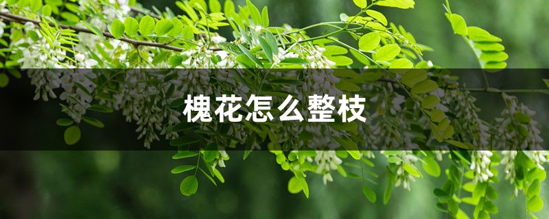 槐花怎么整枝 槐花怎么整枝