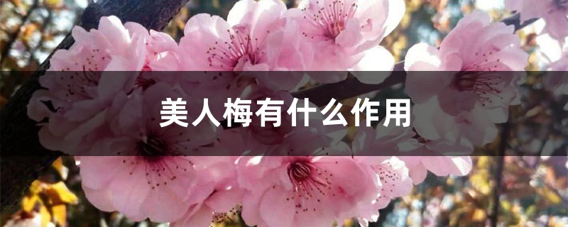美人梅有什么作用 美人梅有什么作用