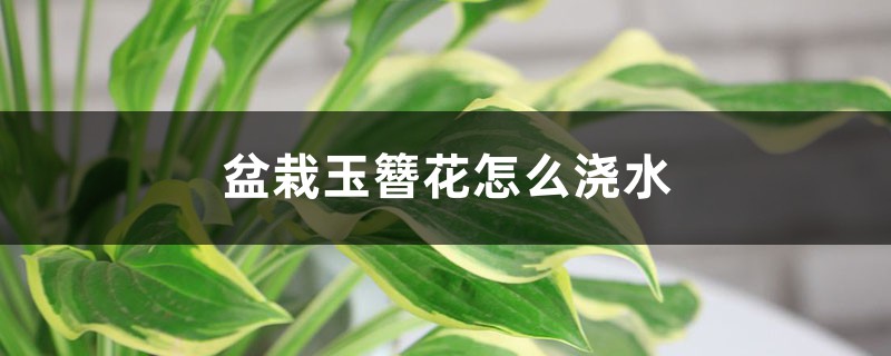 盆栽玉簪花怎么浇水 盆栽玉簪花怎么浇水