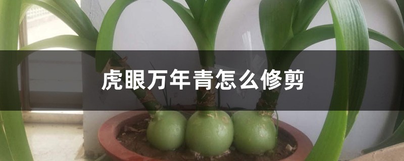 虎眼万年青怎么修剪 虎眼万年青怎么修剪