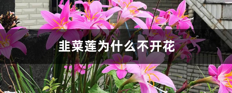 韭菜莲为什么不开花 韭菜莲为什么不开花