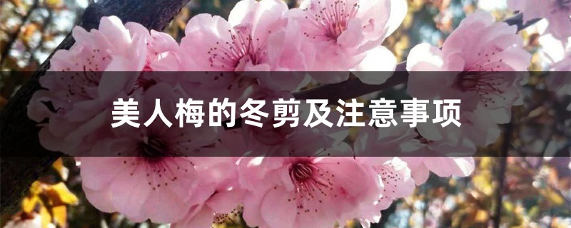 美人梅的冬剪及注意事项 美人梅的冬剪及注意事项