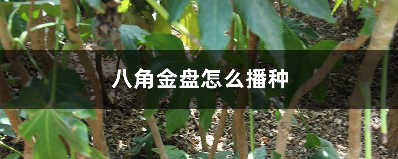 八角金盘怎么播种 八角金盘怎么播种