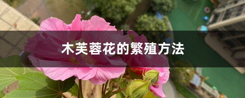 木芙蓉花的繁殖方法 木芙蓉花的繁殖方法