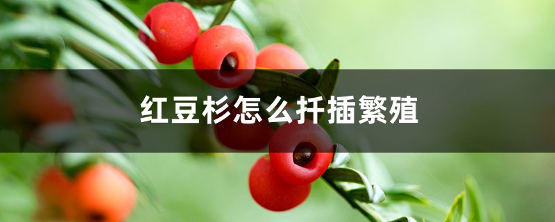 红豆杉怎么扦插繁殖 红豆杉怎么扦插繁殖