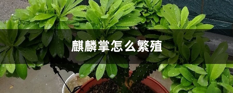 麒麟掌怎么繁殖 麒麟掌怎么繁殖