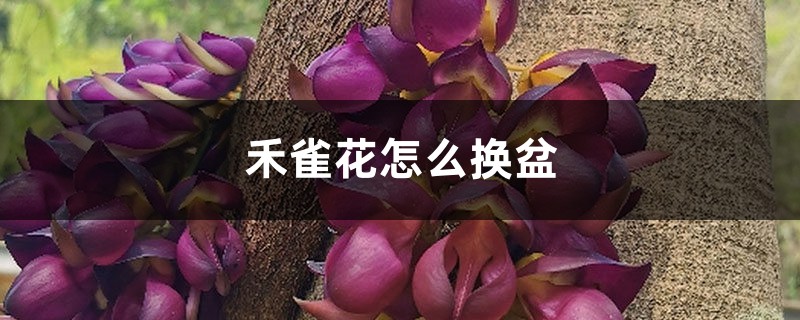 禾雀花怎么换盆 禾雀花怎么换盆