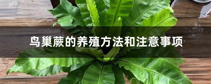 鸟巢蕨的养殖方法和注意事项 鸟巢蕨的养殖方法和注意事项