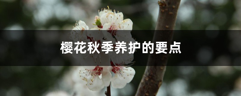 櫻花秋季養護的要點