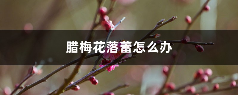 腊梅花落蕾怎么办 花百科 腊梅花落蕾怎么办 花百科
