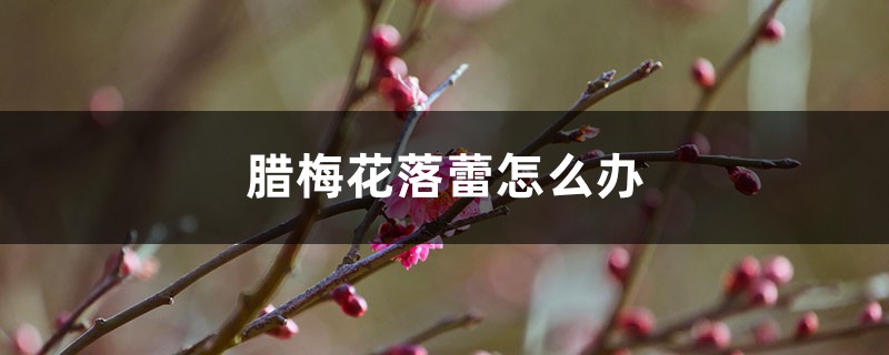 腊梅花落蕾怎么办 花百科