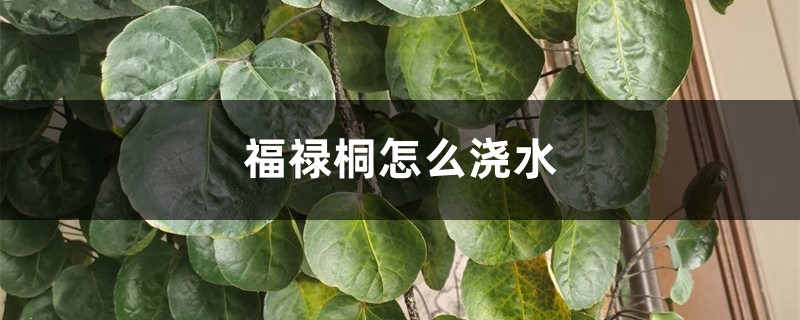 福禄桐怎么浇水 福禄桐怎么浇水