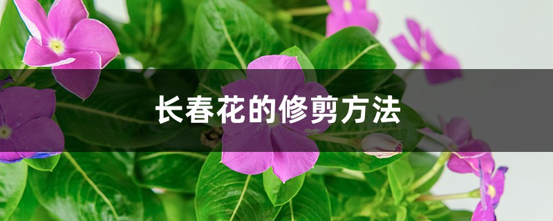 长春花的修剪方法 长春花的修剪方法