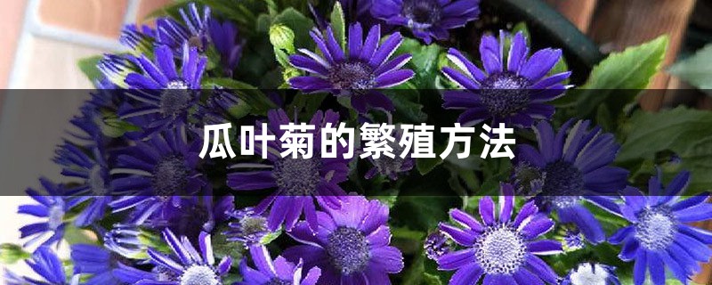 瓜叶菊的繁殖方法 瓜叶菊的繁殖方法