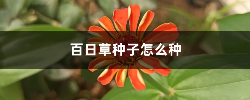 百日草种子怎么种 百日草种子怎么种