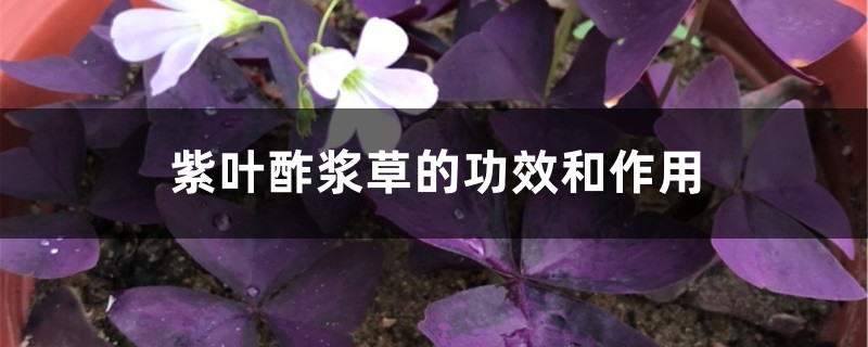 紫叶酢浆草的功效和作用 花百科