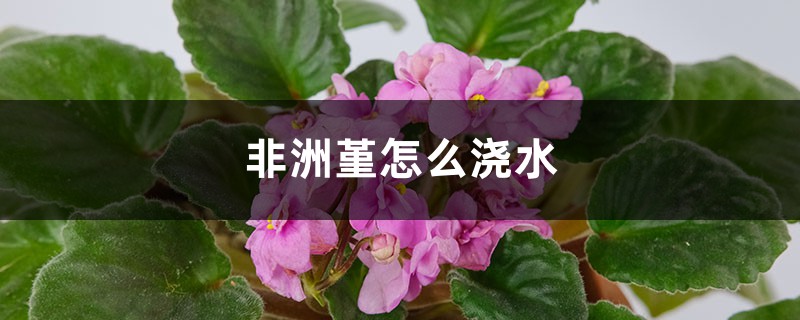 非洲堇怎么浇水 非洲堇怎么浇水