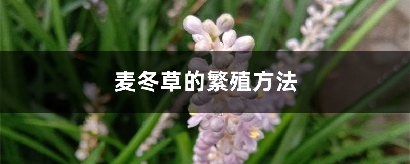 麦冬草的繁殖方法 麦冬草的繁殖方法