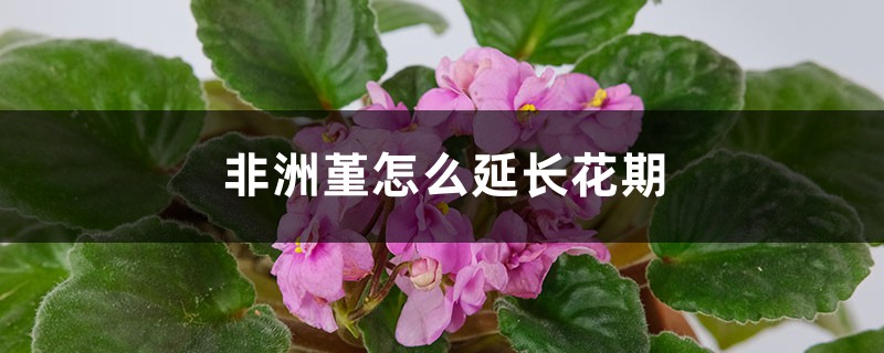 非洲堇怎么延长花期 非洲堇怎么延长花期