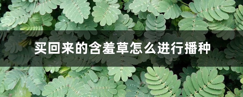 买回来的含羞草怎么进行播种 买回来的含羞草怎么进行播种