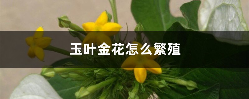 玉叶金花怎么繁殖 玉叶金花怎么繁殖