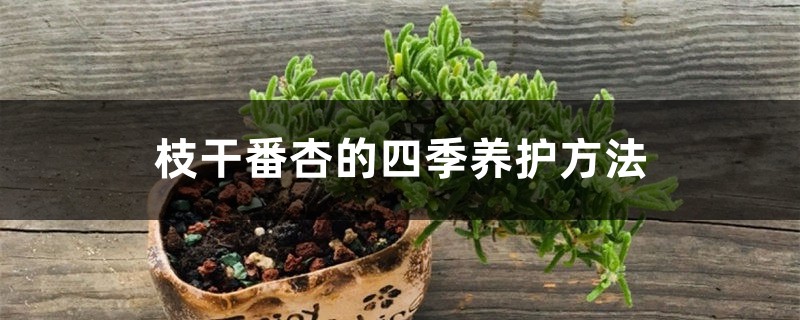 枝干番杏的四季养护方法 枝干番杏的四季养护方法