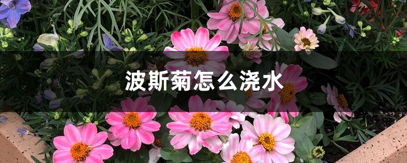 波斯菊怎么浇水? 波斯菊怎么浇水?