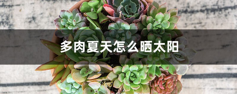 多肉夏天怎么晒太阳? 多肉夏天怎么晒太阳?