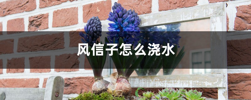 风信子怎么浇水 风信子怎么浇水