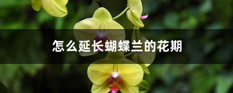 怎么延长蝴蝶兰的花期 怎么延长蝴蝶兰的花期
