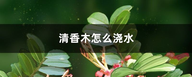 清香木怎么浇水 清香木怎么浇水