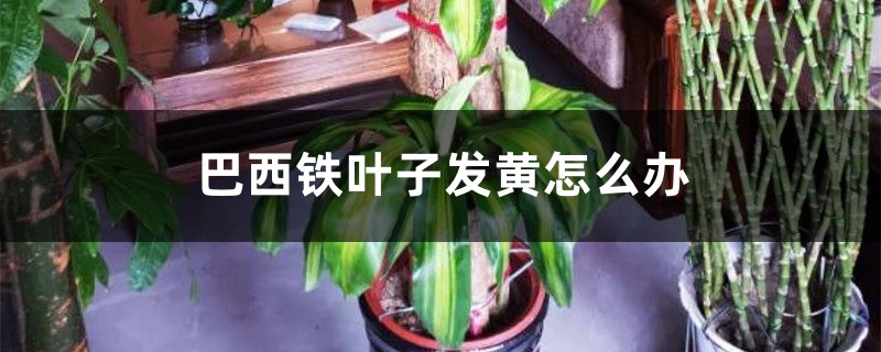 巴西铁叶子发黄怎么办? 巴西铁叶子发黄怎么办?