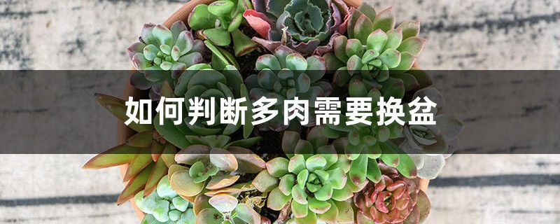 如何判断多肉需要换盆 如何判断多肉需要换盆