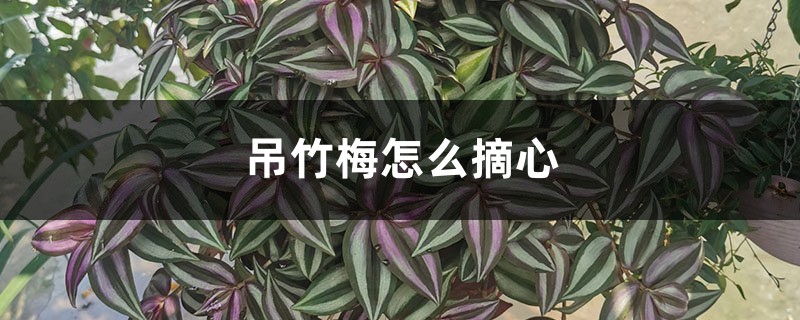 吊竹梅怎么摘心 吊竹梅怎么摘心